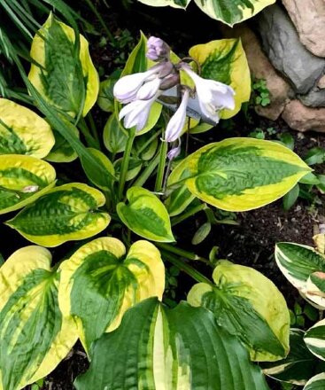 Хоста Глед Рэгс